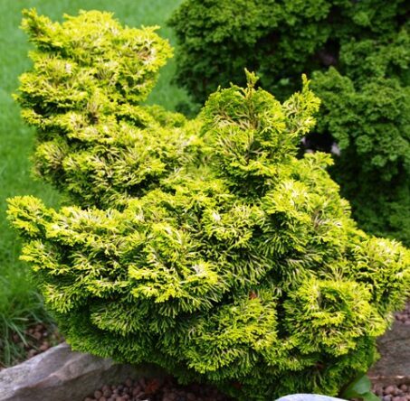 Hinoki paciprese 'Aurora'